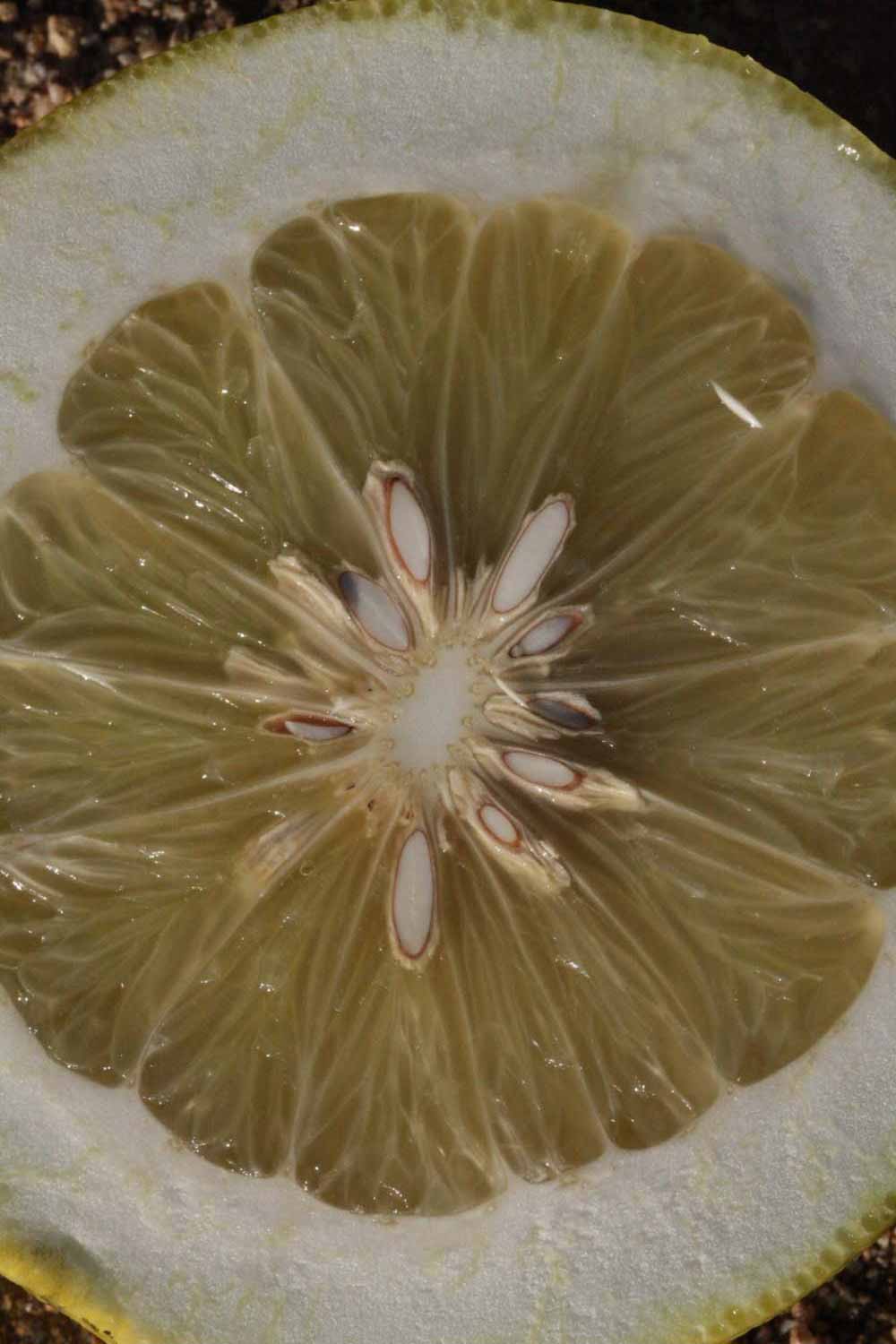              Fruit cross-section (Riverside, CA)       